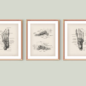 Skelet botten kunst poster voet botten diagram medische kunst skelet structuur afdrukken podotherapie kunst orthopedische anatomie kunst chiropractor cadeau