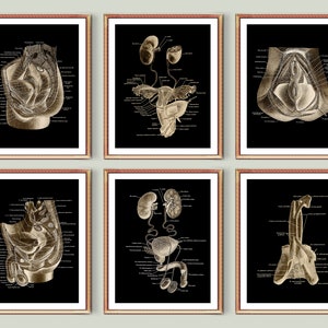 Male and Female Organs Anatomy Art Posters Urinary System Reproductive System Medical Art Doctor Office Gift Science Art Gynecologist Gift