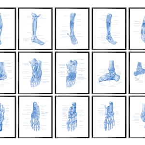 May include: A set of 12 anatomical illustrations of the human foot and ankle, printed in blue on white paper and framed in black. Each illustration shows a different view of the foot and ankle, with labels identifying the bones, muscles, and ligaments.
