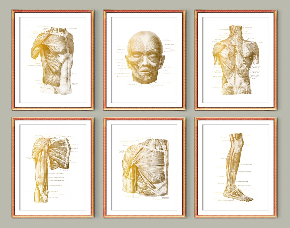 6 Gold Anatomy Posters Labeled Muscular System Art Physiology Art ...