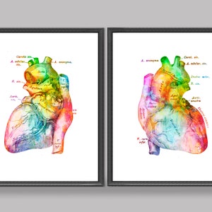 Anatomical Heart Art, Watercolor Heart Anatomy, Cardiology Art, Medical Poster, Cardiologist Gift, Heart Surgeon Gift, Clinic Decor