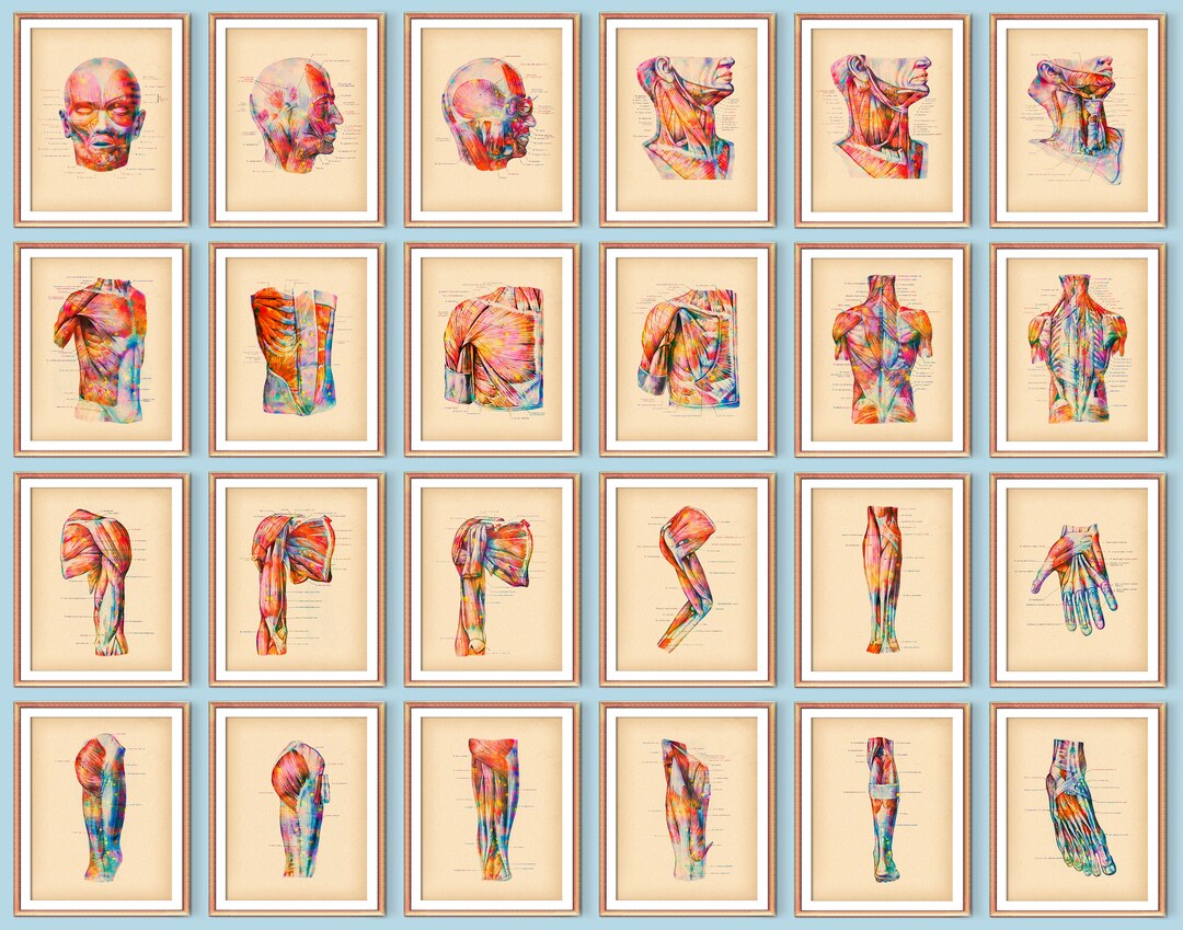 24 Vintage Physiology Art Watercolor Anatomy Art Medical Artwork Human ...