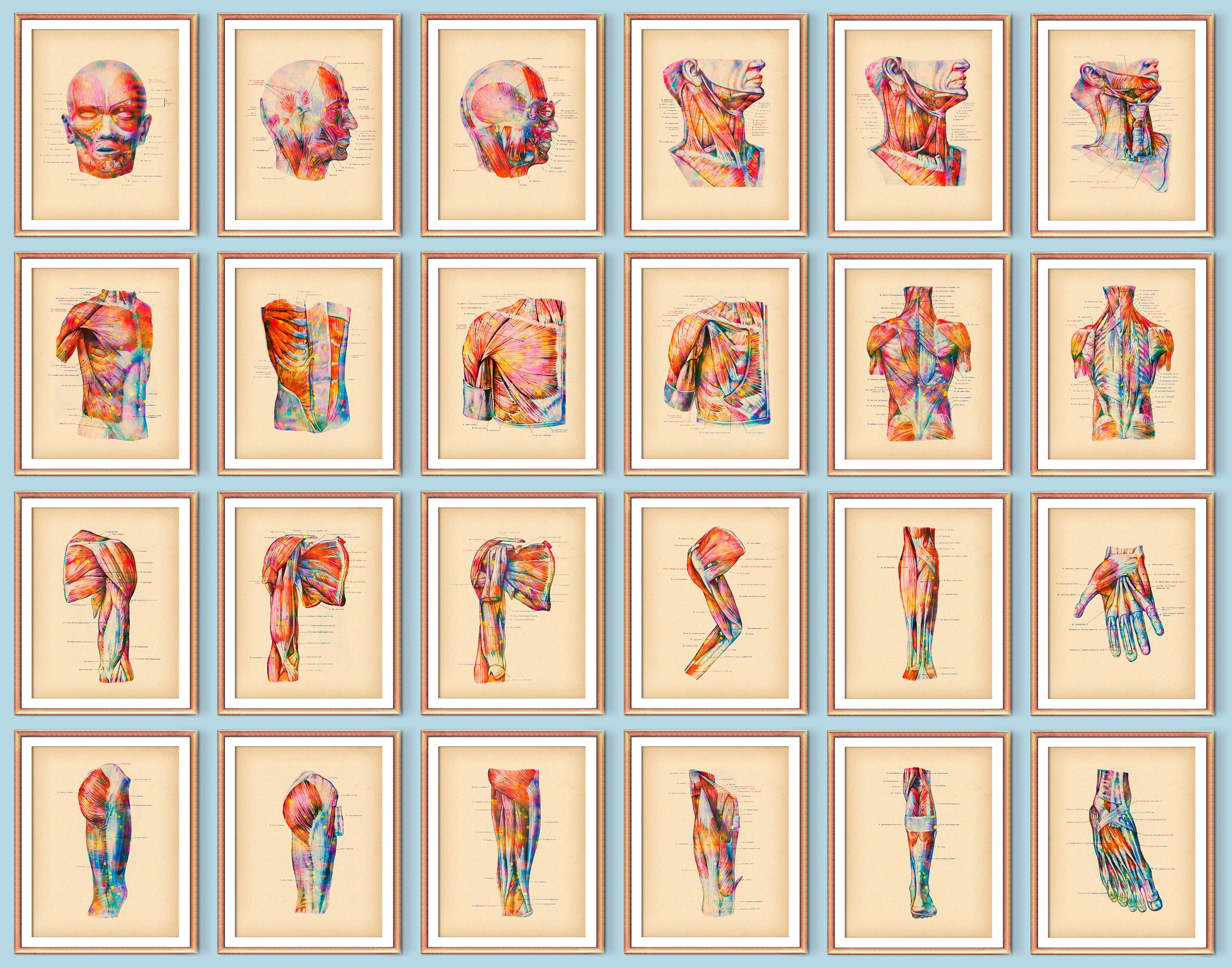 24 Vintage Physiology Art Watercolor Anatomy Art Medical Artwork Human ...