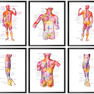 Set von 6 Anatomie, grobe Anatomie, Muskulatur Druck, medizinisches Dekor, beschriftetes anatomisches Plakat, Massage-Klinik-Dekor
