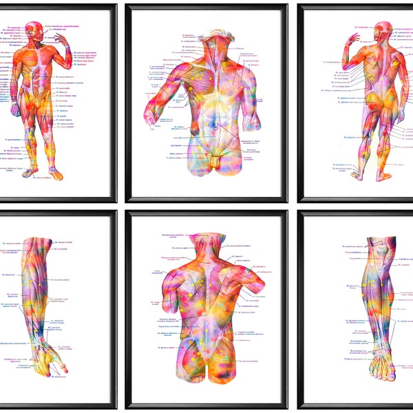 Set 6 Human anatomy art, Gross anatomy poster, Muscular system print, Medical decor, Labeled anatomical poster, Massage clinic decor