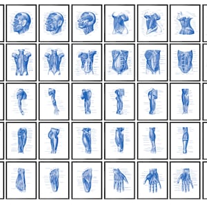 40 Human Muscle System Medical Posters Biology Educational Chart Male Muscular System Anatomical Body Diagram With Muscle Scheme Wall Decor