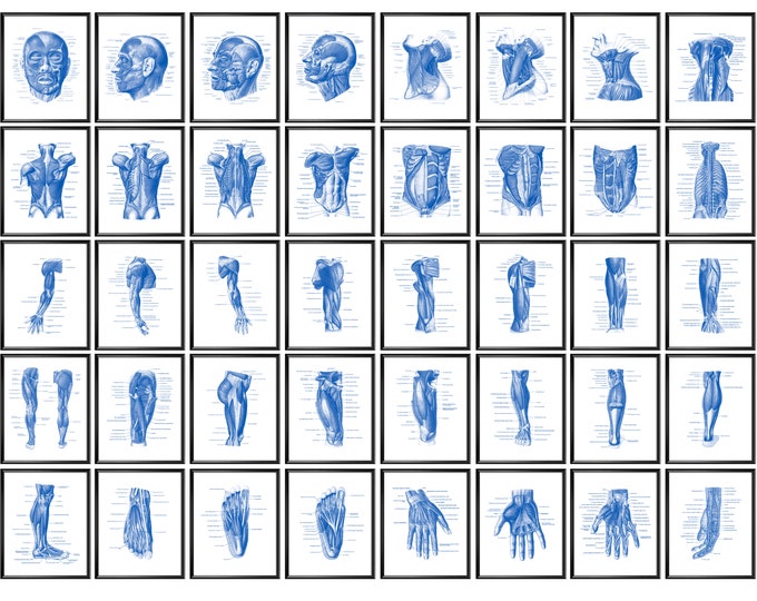 Muscle Anatomy Charts | Human Body Posters | Bodybuilding Posters ...