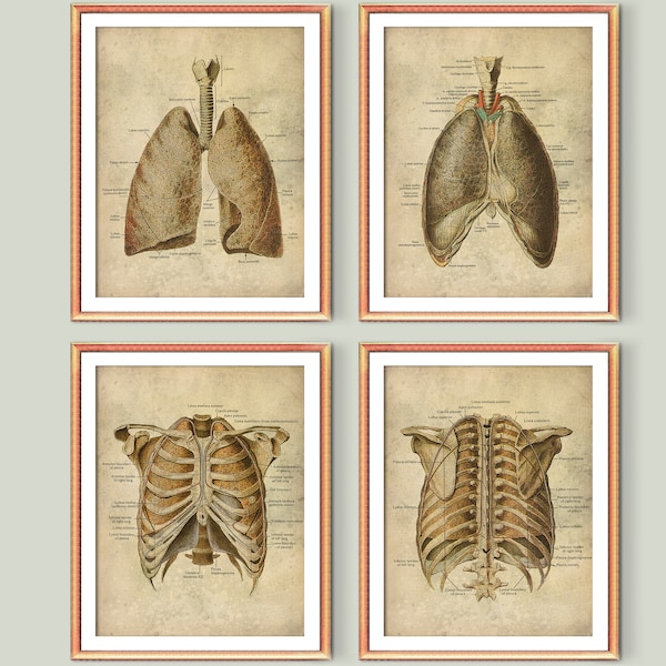 Anatomical Lungs Vintage Labeled Posters Human Respiratory System Diagram Medical Art Pulmonologist Cabinet Decor Doctor Office Gift