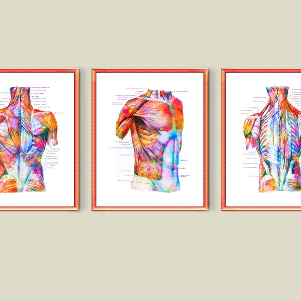 Human Muscular System Watercolor Poster Medical Art Fitness Center Wall Decor Massage Clinic Art Massage Therapist Gift Surgeon Office Gift