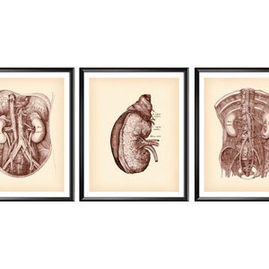 Nephrologist Gift, Vintage Kidneys Anatomy Art, Human Urinary System, Medical Art, Nephrology Art, Medicine Printable, Doctor Office Gift