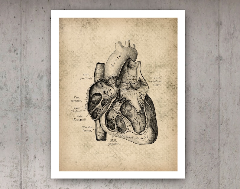 Vintage Heart Anatomy Poster Cardiology Art Medical Art Clinic Decor ...