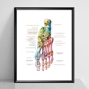 May include: A detailed anatomical illustration of the bones and ligaments of the human foot. The image is rendered in a watercolor style with a rainbow color scheme.