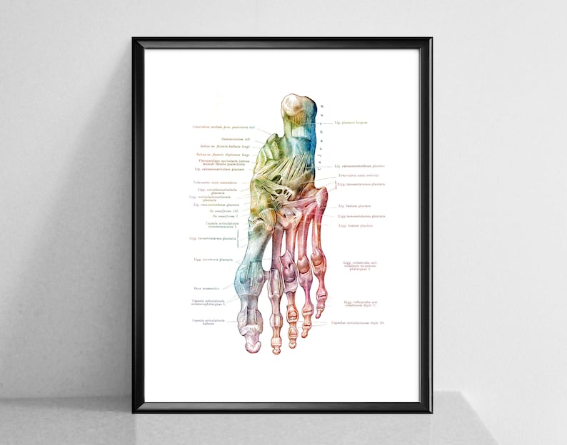 May include: A detailed anatomical illustration of the bones and ligaments of the human foot. The image is rendered in a watercolor style with a rainbow color scheme.