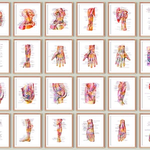 24 Human Body Structure Diagram Posters Muscular System Labeled Chart Circulatory System Medical Art Doctor Office Decor