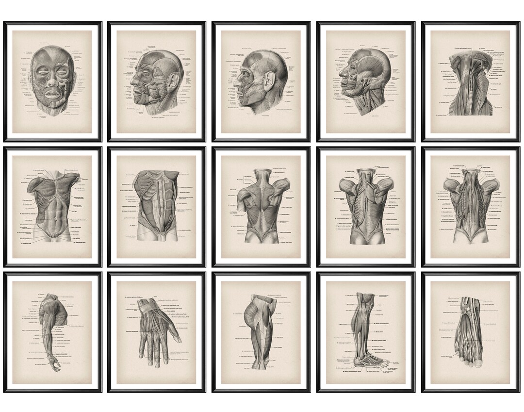 Set 15 Vintage Muscular System Anatomy Posters Body Muscles Structure ...
