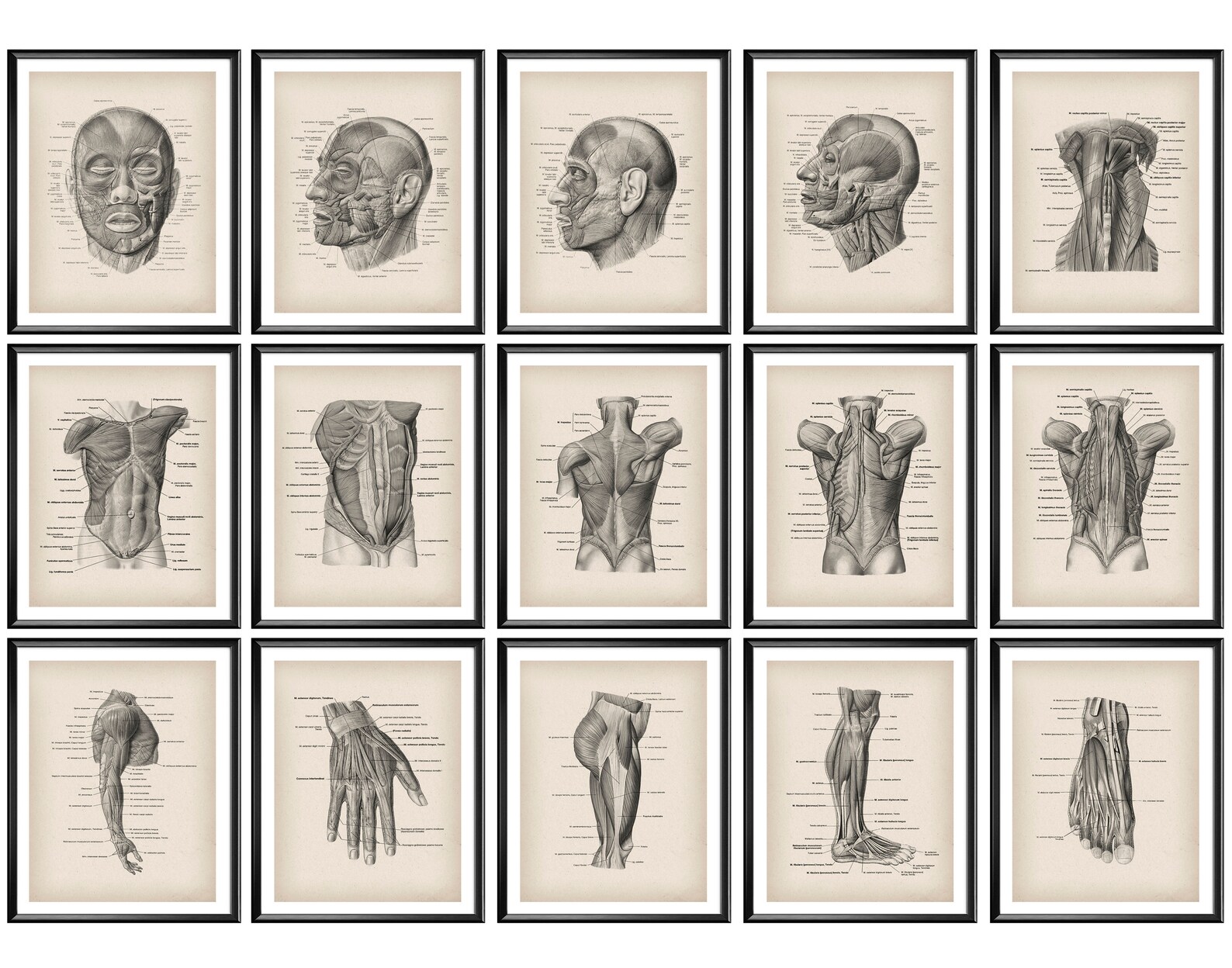 Set 15 Vintage Muscular System Anatomy Posters Body Muscles | Etsy