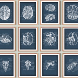 Neurologist Gift Scientist Gift Human Brain Anatomy Poster Set Medical Art Doctor Decor Clinic Wall Art Digital Download