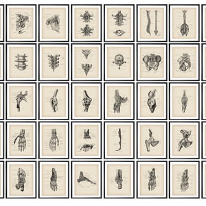 40 Vintage Skeletal Anatomy Posters, Osteology Artwork, Skeleton Bones Diagram, Medical Art, Orthopaedia Art, Orthopedic Surgeon Gift