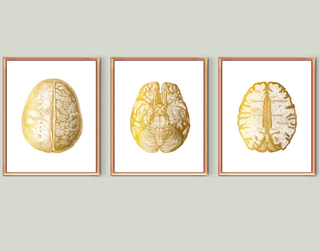 3 Gold Anatomical Brain Poster Detailed Human Brain Anatomy Art Medical ...