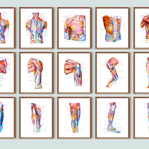 Anatomy of Human Muscular System Posters Body Structure Print Surgical Decor Medical Art Chiropractic Clinic Decor Surgeon Gift Doctor Gift