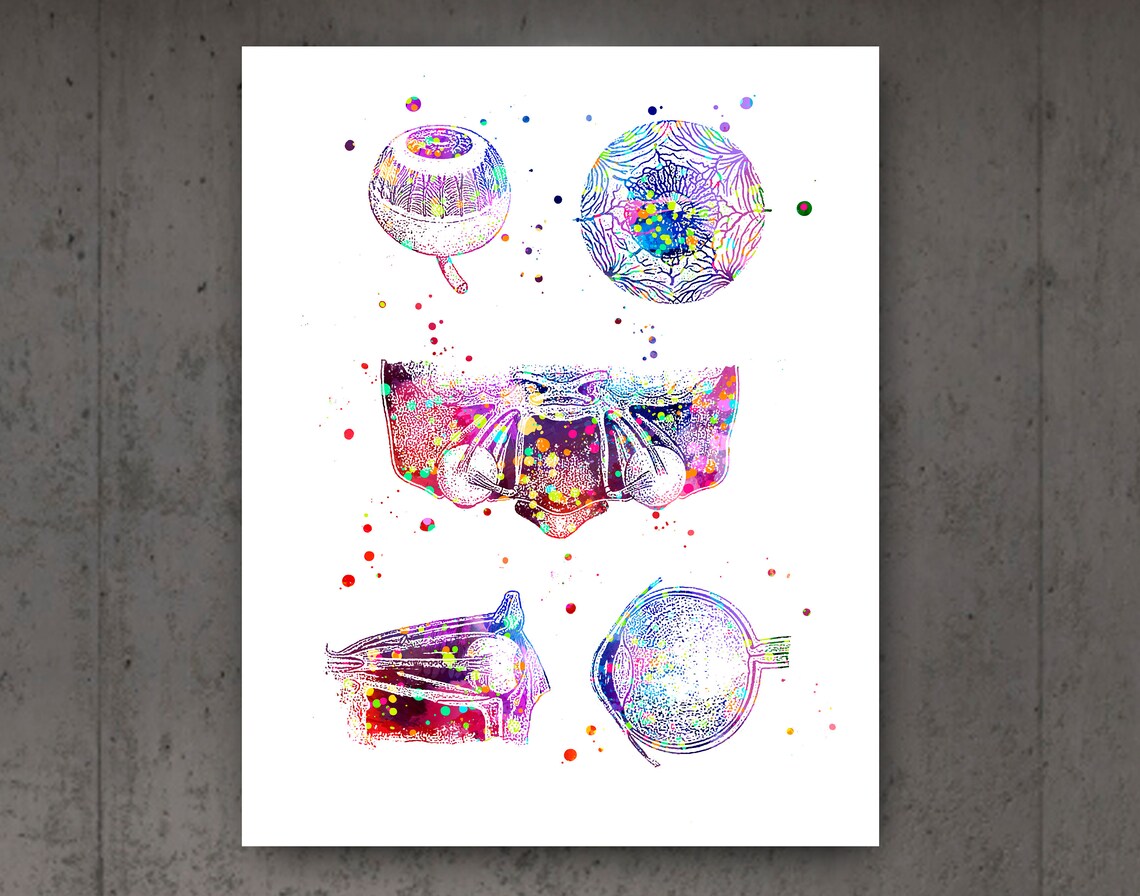 Ophthalmology Art Eye Anatomy Print Set Optometrist Gift Etsy