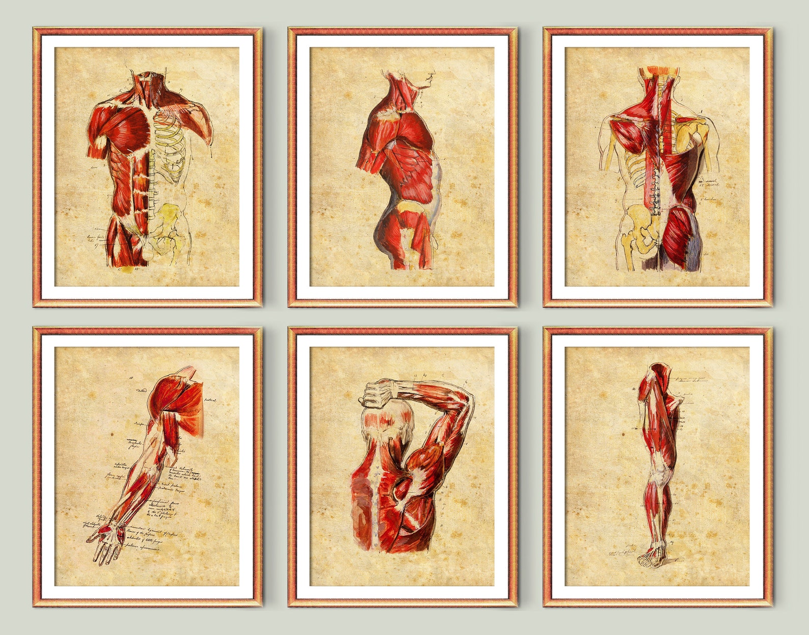 Watercolor Anatomy Art Prints Vintage Medical Posters | Etsy