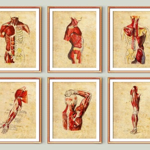 6 Watercolor Anatomy Art Vintage Medical Posters Musculoskeletal System Art Human Anatomy Painting Massage Therapist Gift Physical Therapy