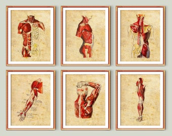 6 Watercolor Anatomy Art Vintage Medical Posters Musculoskeletal System Art Human Anatomy Painting Massage Therapist Gift Physical Therapy