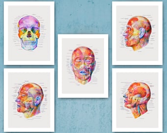 Anatomical Face Art Facial Muscles Poster Labeled Muscular System Medical Decor Plastic Surgery Clinic Decor Surgeon Office Gift