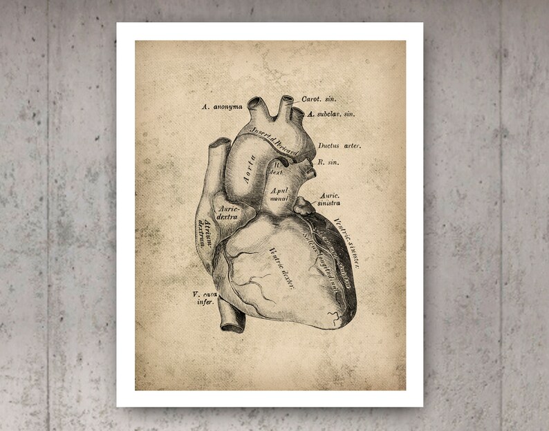 Vintage Heart Anatomy Poster Cardiology Art Medical Art Clinic Decor ...