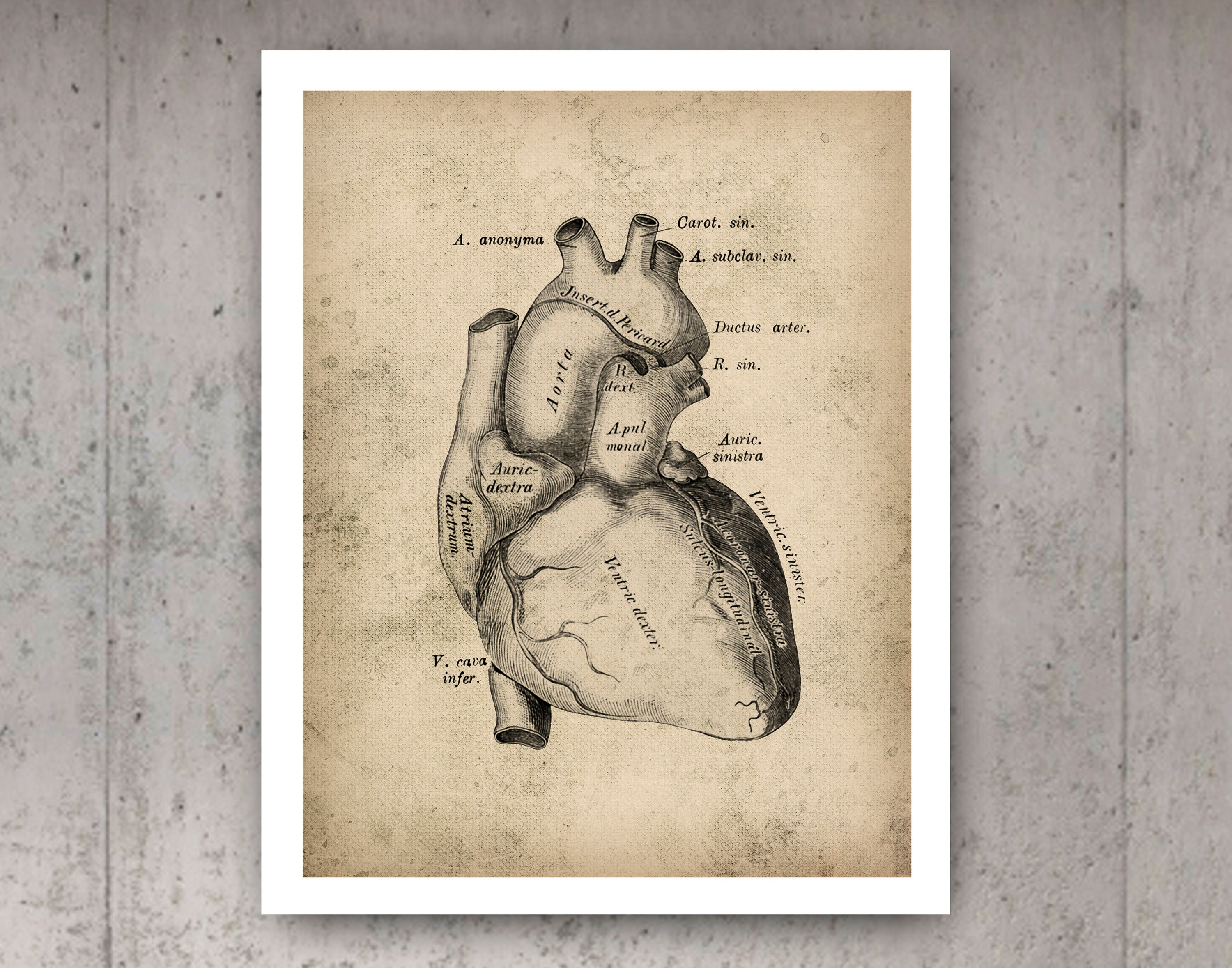 Vintage Heart Anatomy Poster Cardiology Art Medical Art Clinic Decor ...