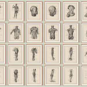 24 Muscular System Posters Vintage Anatomy Art Medical Decor Massage Clinic Wall Decor Doctor Gift Medical School Posters Anatomy Education