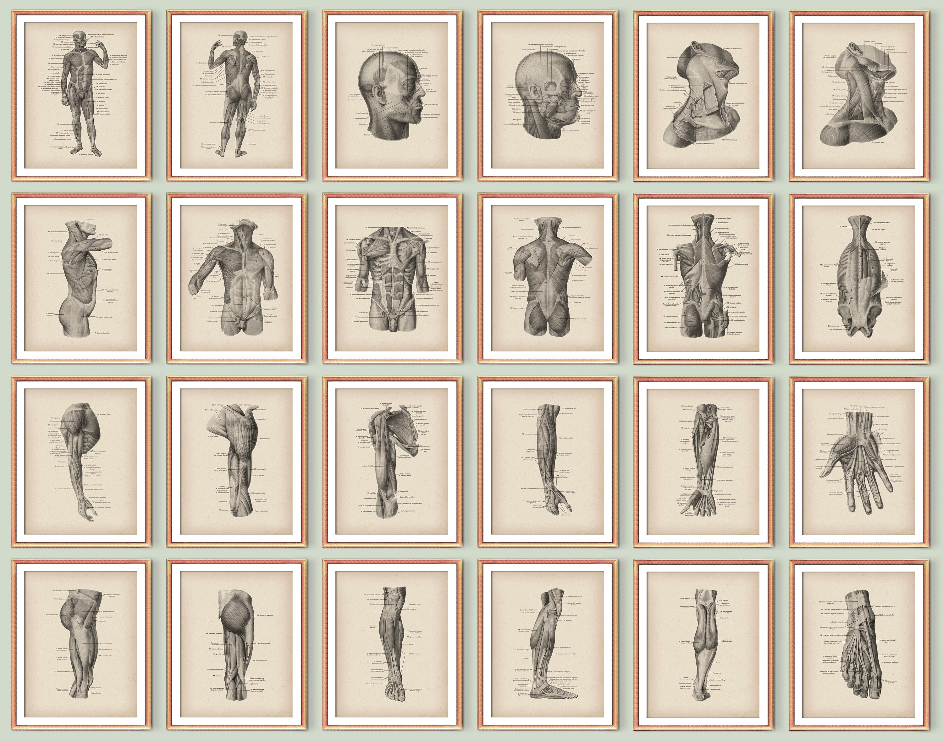 24 Muscular System Posters Vintage Anatomy Art Medical Decor Massage ...