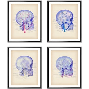 4 Anatomical Human Skull Posters Medical Art Physiology Art Circulatory System Nervous System Lymphatic System Diagram Facial Anatomy