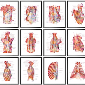 12 Anatomical Torso Posters Muscular Structure Anatomy Art Medical Decor Chiropractic Clinic Decor Massage Therapist Gift Med Student Gift