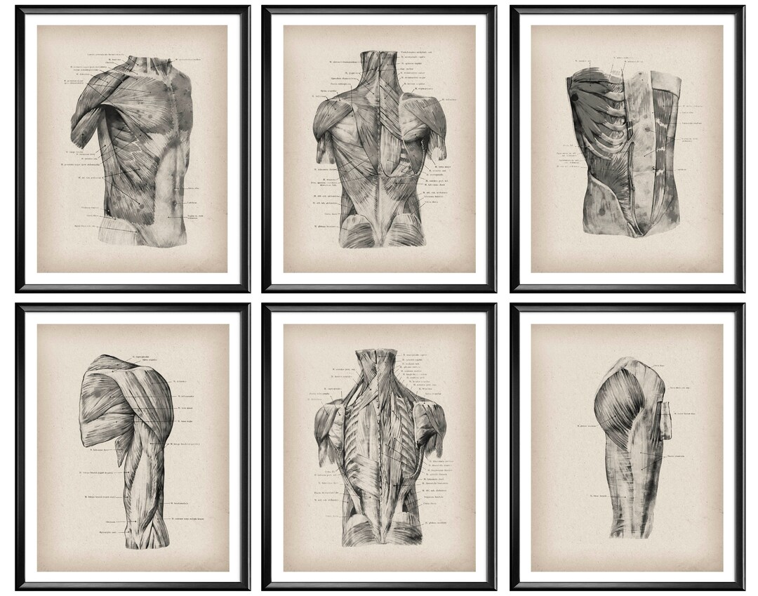 6 Vintage Muscular System Anatomy Posters Muscles Structure Art ...