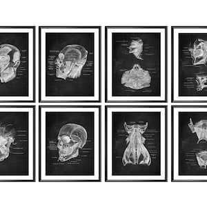 8 Testa Anatomia Poster Muscoli Facciali Collo Muscoli Cranio Ossa Lavagna Arte Arte Arte Fisiologia Umana Arte Clinica Decorazione murale