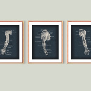 Puede incluir: Tres impresiones enmarcadas de ilustraciones anatómicas de los músculos del brazo humano sobre un fondo azul oscuro. Las ilustraciones son en blanco y muestran los músculos del brazo, el hombro y la mano.