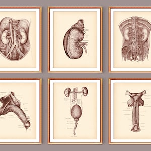 4 Vintage Male Urinary System Anatomy Poster Physiology Art Urogenital Medicine Art Urologist Gift Nephrologist Office Decor Surgeon Gift