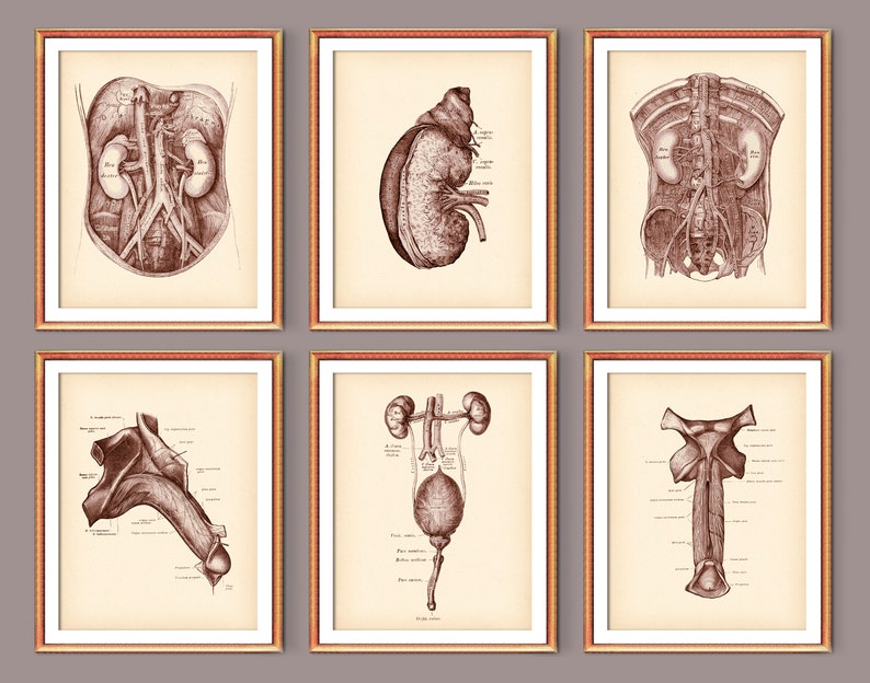 4 Vintage Male Urinary System Anatomy Poster Physiology Art Urogenital ...