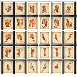 40 Human Musculoskeletal System Posters, Anatomical Body Diagram, Muscles and Bones Structure, Vintage Medical Art, Massage Therapist Gift