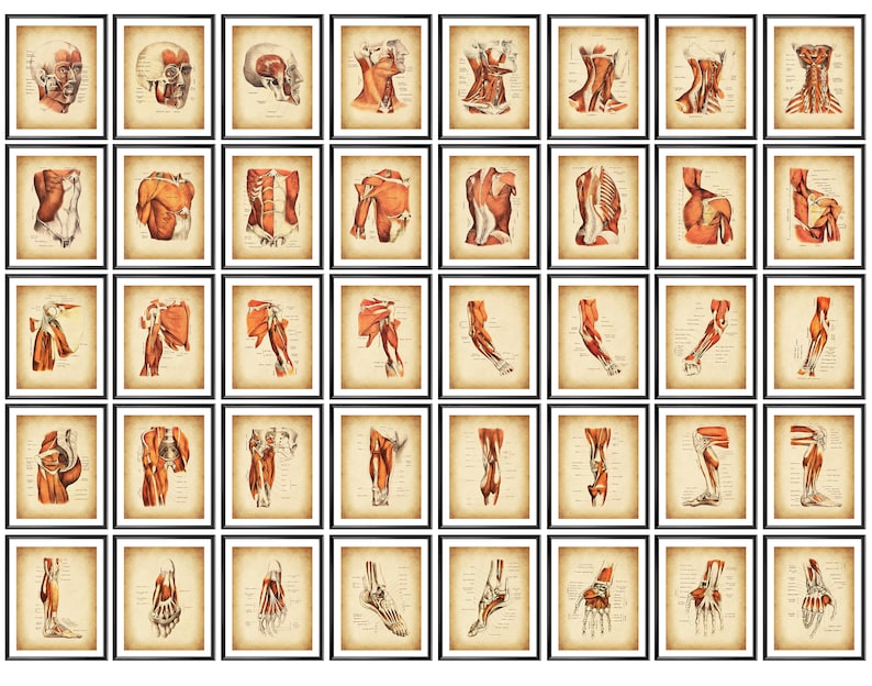 40 Human Musculoskeletal System Posters, Anatomical Body Diagram ...