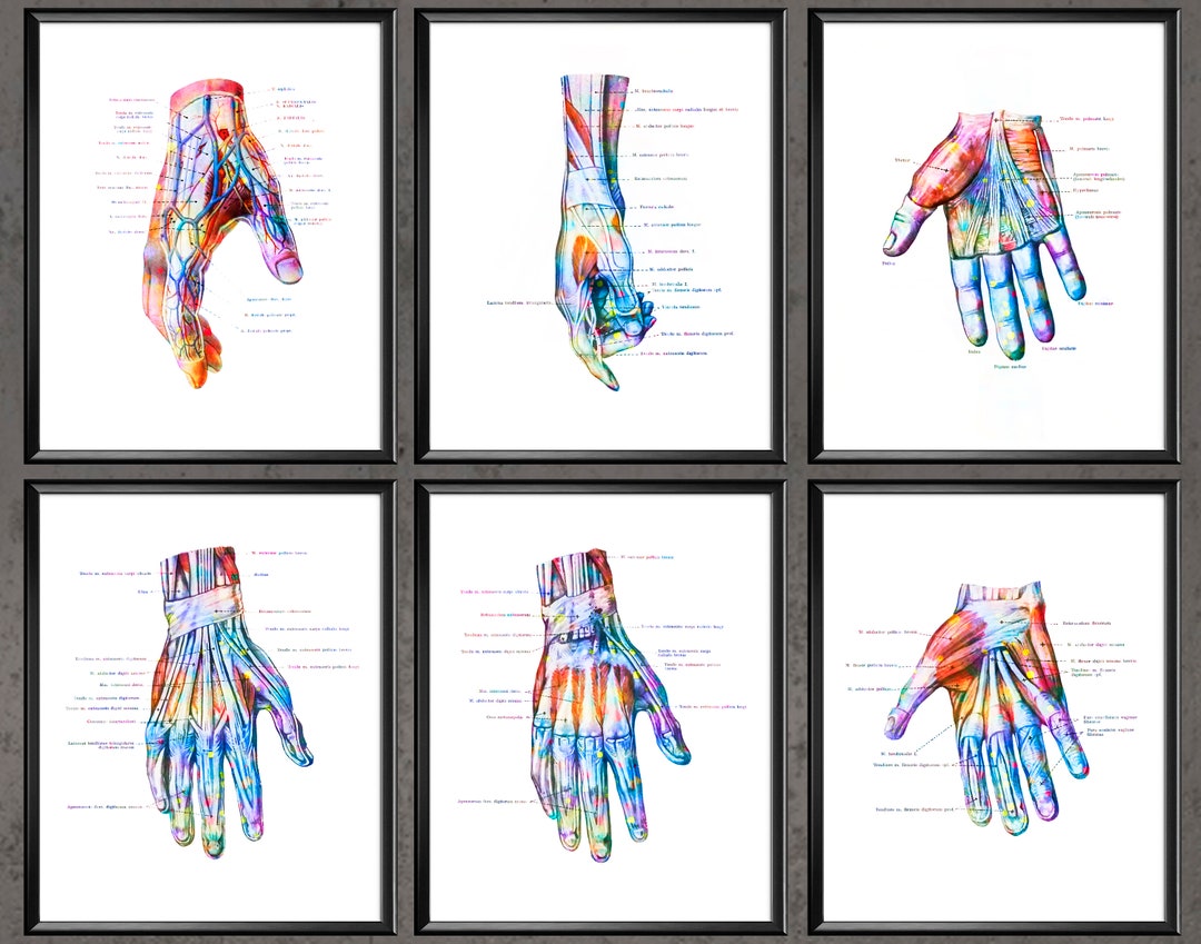 Hand Anatomy Print Set of 6 Wrist Muscles and Ligaments Print