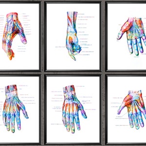 Hand Anatomy Print Set of 6 Wrist Muscles and Ligaments Print Chiropractor Gift Hand Surgery Art Medical Poster Clinic Decor Orthopedic Gift