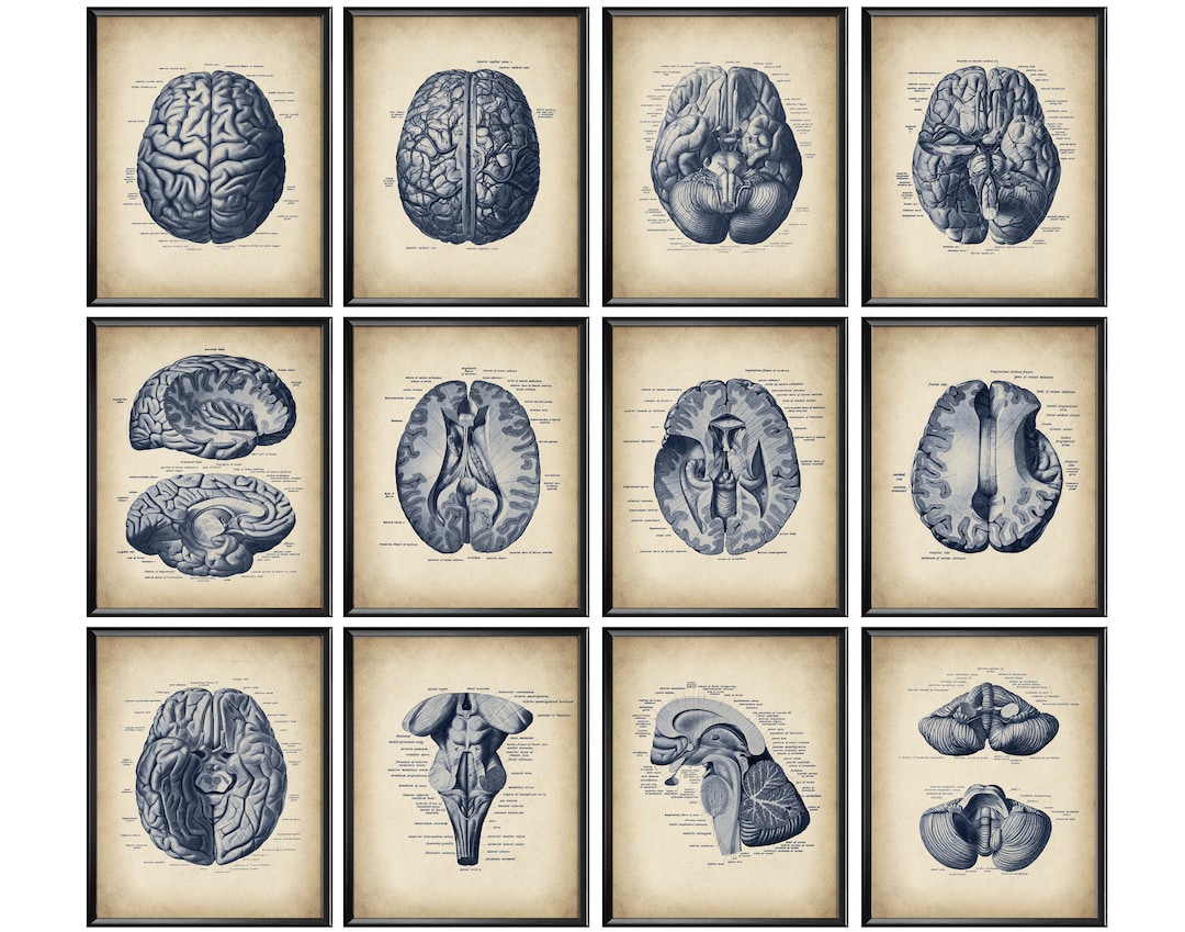12 Human Brain Anatomy Posters, Neurology Wall Art, Vintage Physiology ...