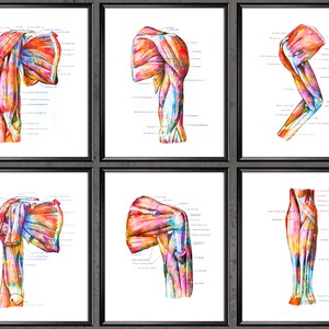 6 Watercolor Anatomy Posters Anatomical Hand Muscles Structure Medical Art Doctor Gift Surgeon Gift Doctor Office Art Masseur Gift