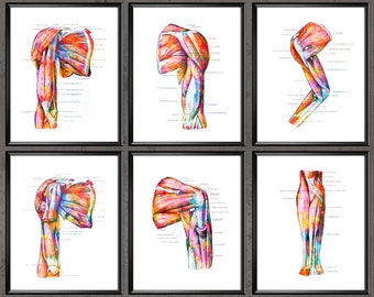 6 Watercolor Anatomy Posters Anatomical Hand Muscles Structure Medical Art Doctor Gift Surgeon Gift Doctor Office Art Masseur Gift