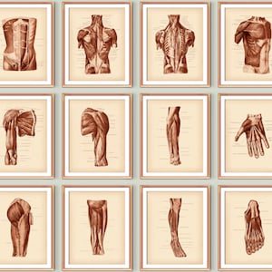 12 Spierstelsel Anatomie Vintage Posters Lichaam Spieren Structuur Anatomische Poster Medische Kunst Massage Kliniek Decor Chirurgische Anatomie Kunst