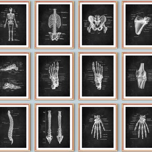 12 skelet anatomie posters skelet illustratie medische kunst schoolbord kunst chiropractor cadeau orthopedisch chirurg cadeau med school kunst aan de muur