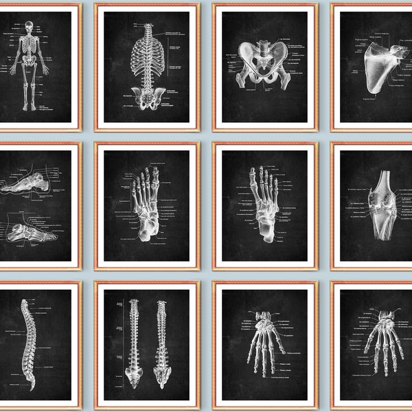 12 Skeletal Anatomy Posters Skeleton Illustration Medical Art Chalkboard Art Chiropractor Gift Orthopaedic Surgeon Gift Med School Wall Art